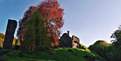 Copper Beech Trees at Okehampton Castle