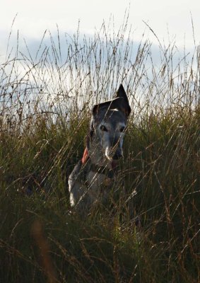 Peggy's Gallery - a little black greyhound's journey into the great wide open