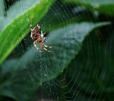 Spider.jpg