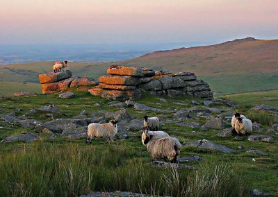 Sheep on Row Tor as evening falls 
