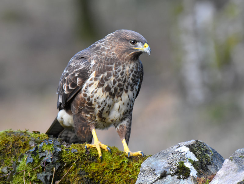 Buzzard 