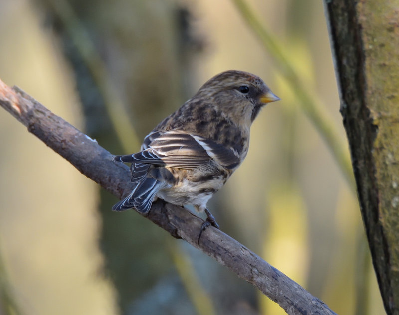 Lesser Redpoll