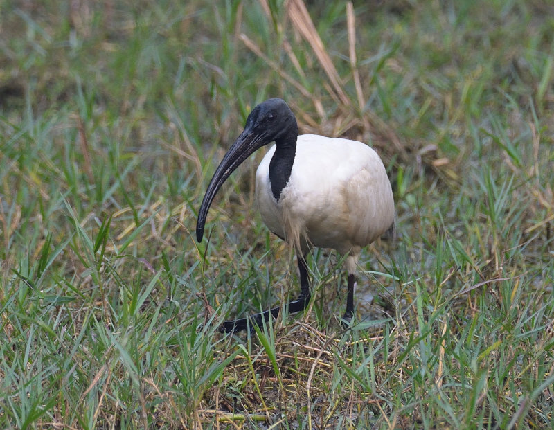 Black-headed Ibis