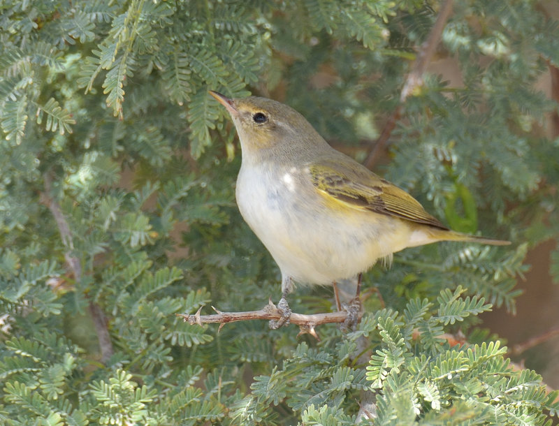 Eastern Bonellis Warbler