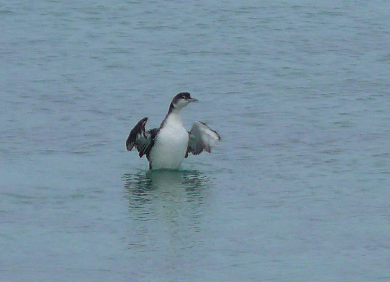 Great-northern Diver