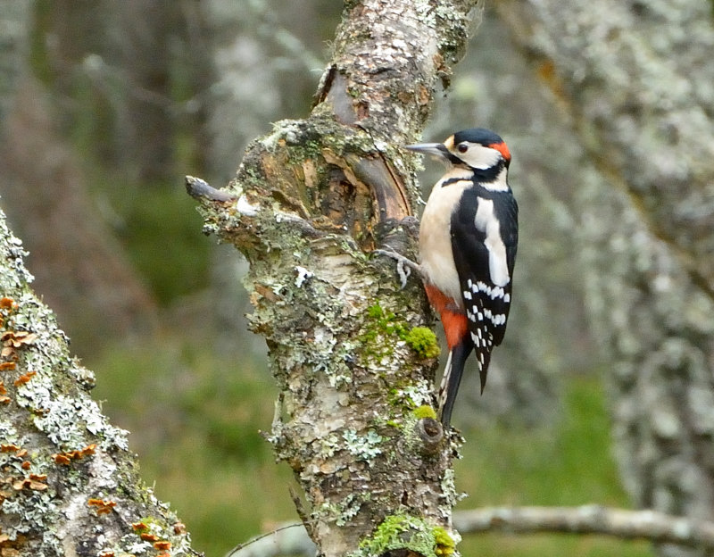 Great-spotted Woodpecker