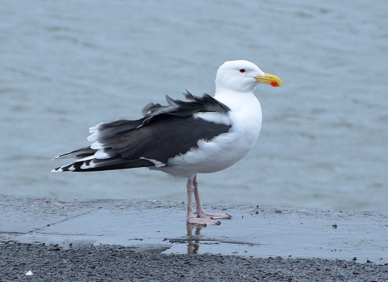Greater black-backed Gull
