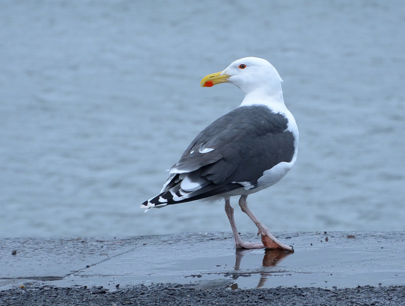 Greater black-backed Gull