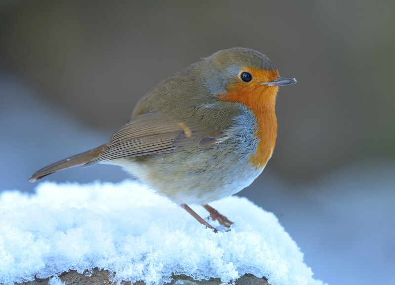 Robin