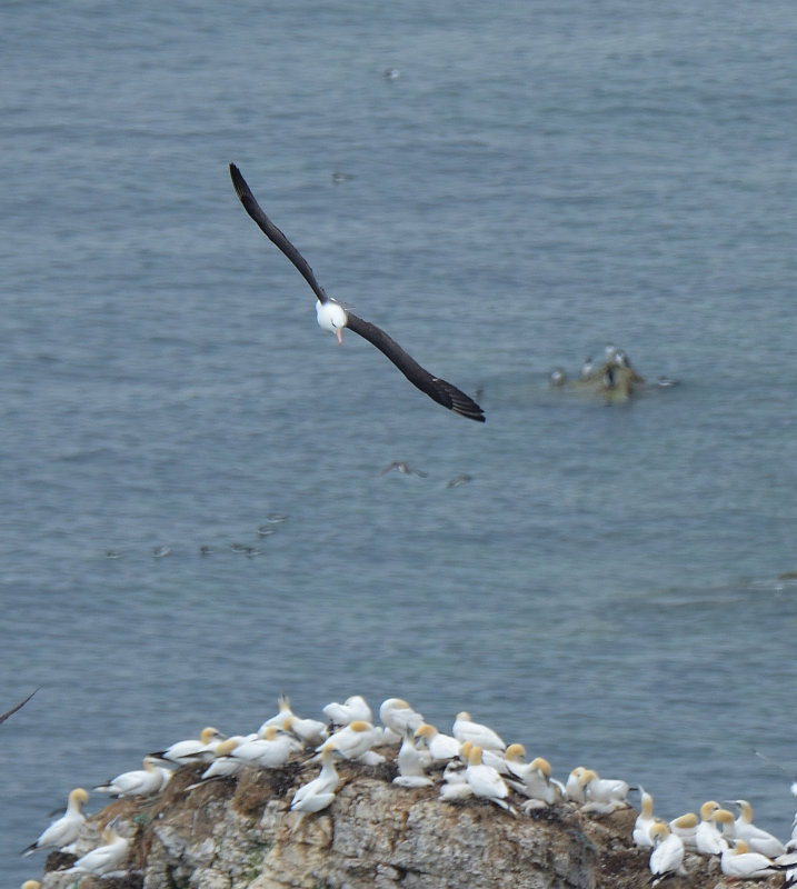 Black-browed Albatross 