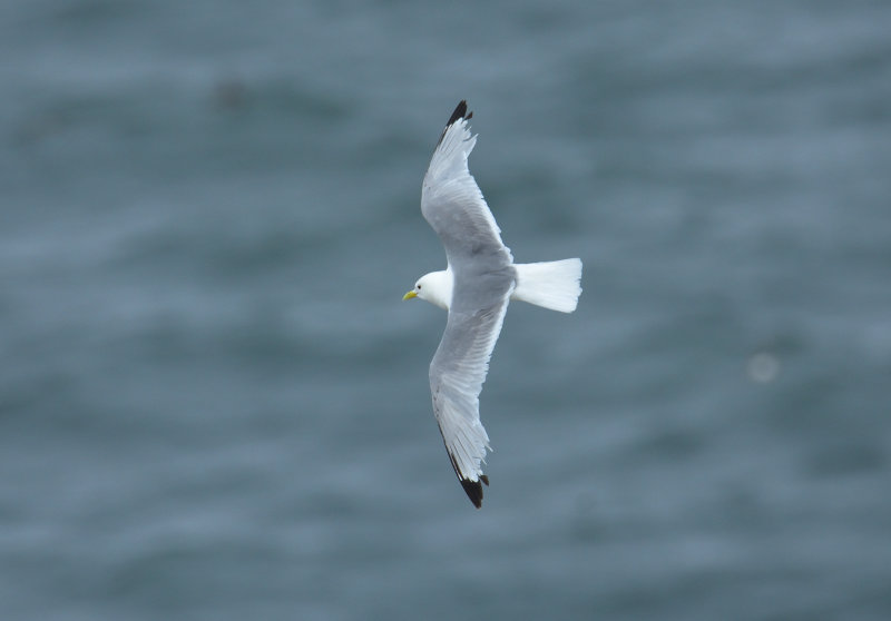 Kittiwake