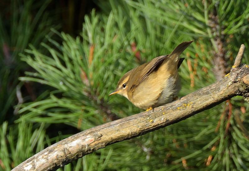 Dusky Warbler
