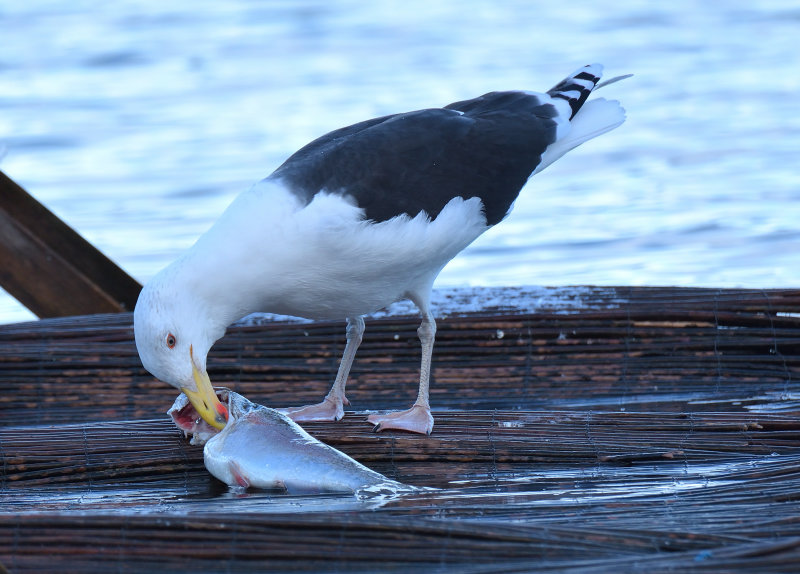 Great black-backed Gull