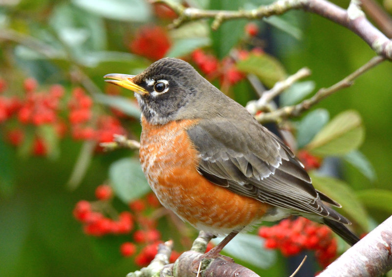 American Robin