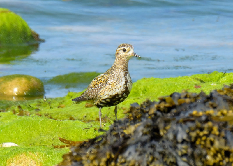 Golden Plover