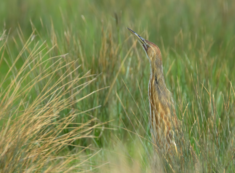 American Bittern 