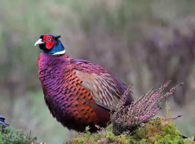 Pheasant