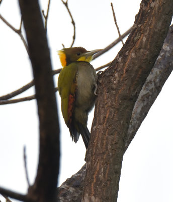 Greater Yellownape