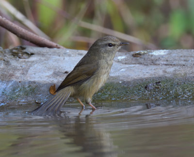 Grey-sided Bush Warbler
