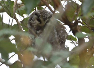 Tengmalm's Owl