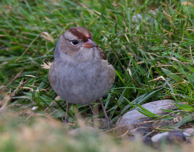 White-crowned Sparrow