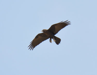 Brown Necked Raven