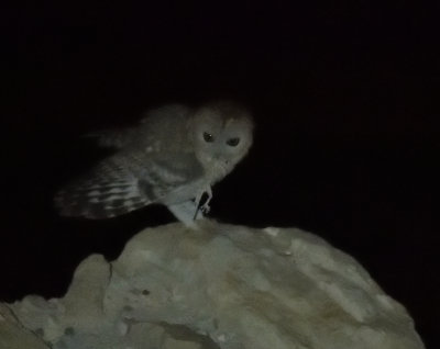 Hume's Owl