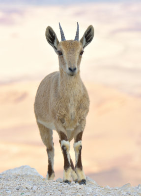 Nubian Ibex