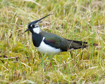 Lapwing