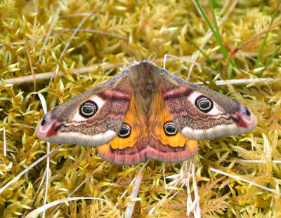 Emperor Moth