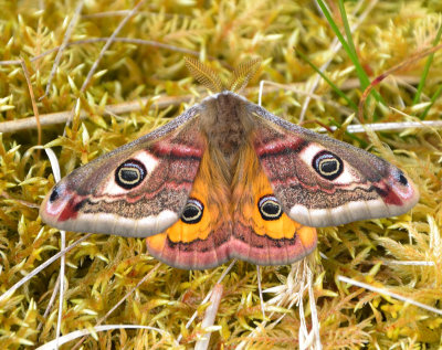 Emperor Moth