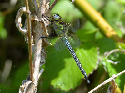 Hairy Dragonfly