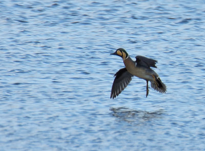 Baikal Teal