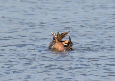 Baikal Teal