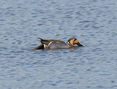 Baikal Teal