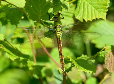 Emeperor Dragonfly