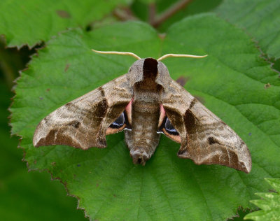 Eyed Hawkmoth