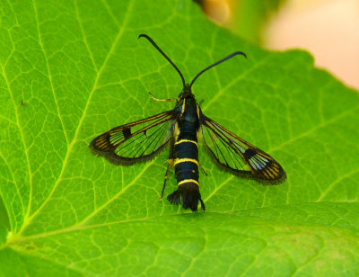 Currant Clearwing