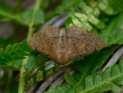 Scalloped Hazel