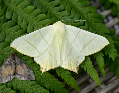 Swallow-tailed