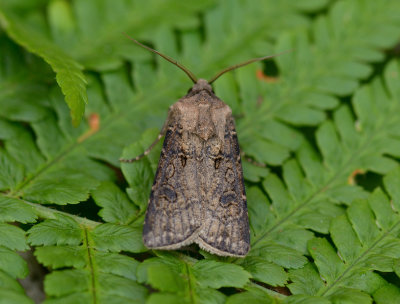 Turnip Moth 