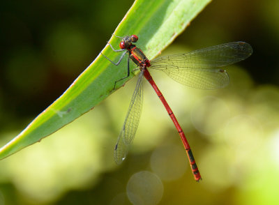 Large Red Damselfly