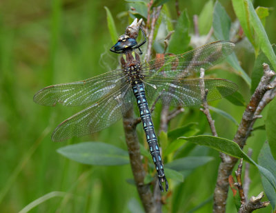 HAIRY DRAGONFLY