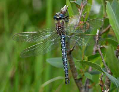Hairy Dragonfly
