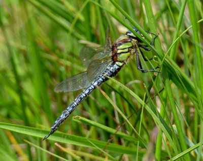 Hairy Dragonfly
