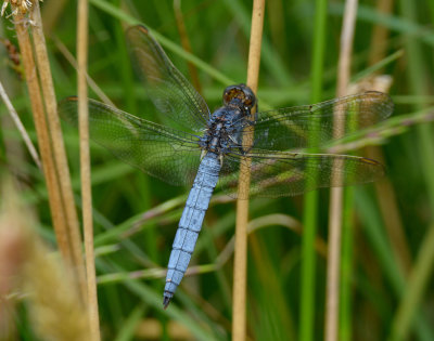 Keeled Skimmer
