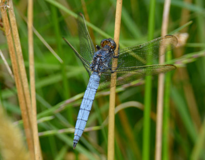 Keeled Skimmer
