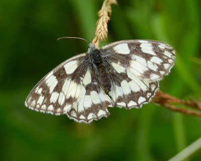 Marbled White