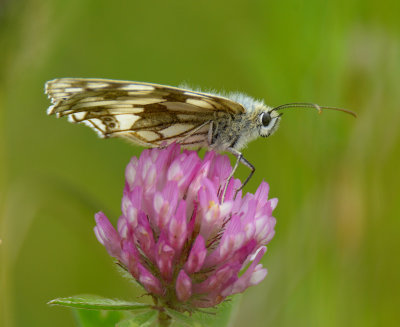 Marbled White