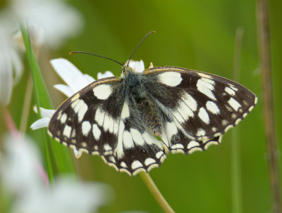 Marbled White